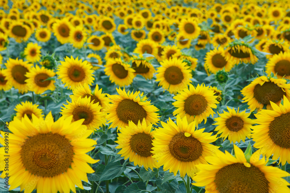 Sunflower natural background, flowering sunflower Sunflower natural background, flowering sunflower