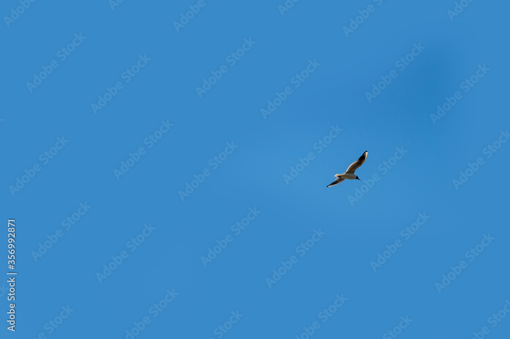 Fototapeta premium Seagull whirls in the blue sky with white clouds in clear weather
