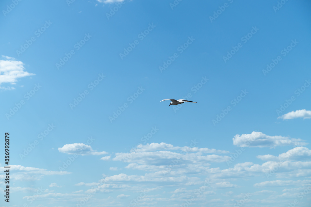 Seagull whirls in the blue sky with white clouds in clear weather