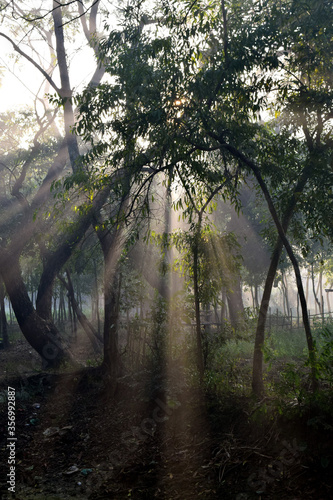 Morning sun ray in the forest © Photoay