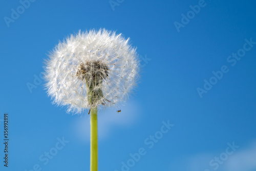 dandelion on a background of blue sky and small clouds