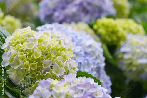 日本の梅雨の風物詩 アジサイの花びらから雨の滴がしたたる