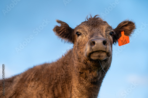 Cows eating grass. photo