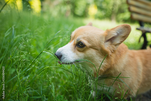 welsh corgi pembroke dog in the park eating grass