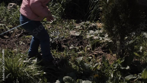 the little girl picks the flower of a dandelion