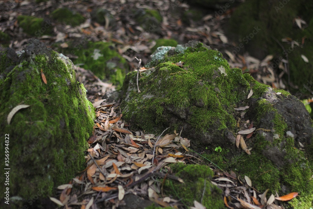 moss moss