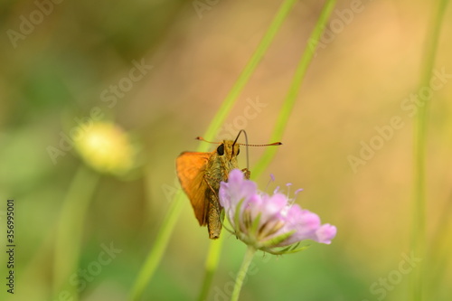 Ein kleiner orangener Dickkopffalter hält sich an einer lil Blume fest. Sein Rüssel ist in der Blüte gesteckt. Der Hintergrund hat helle grüne Töne und ist unscharf.