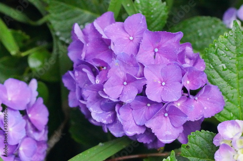日本の梅雨の風物詩 アジサイの花びらから雨の滴がしたたる