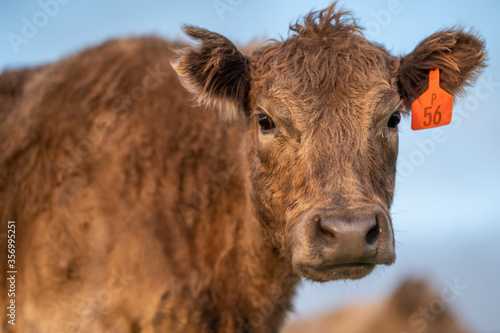 Cows eating grass. photo