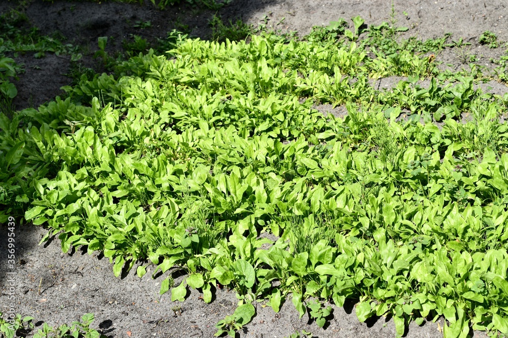 newly sownvegeable crop newly sownvegeable crop