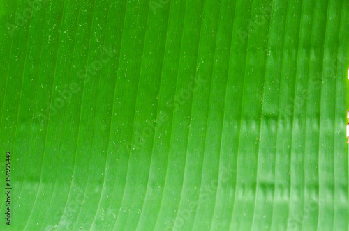 Abstract striped natural background  Details of banana leaf