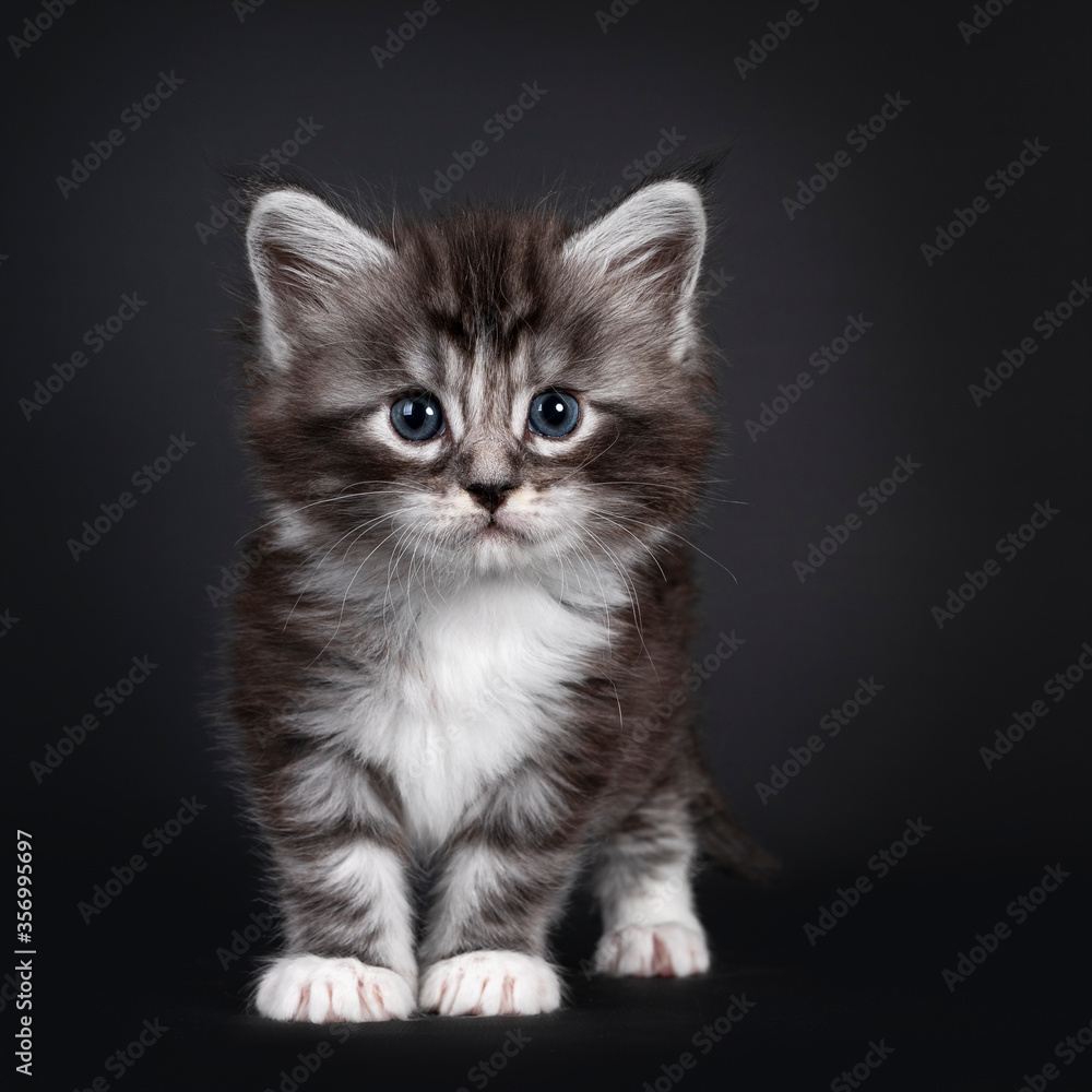 Adorable 5 week old Black silver tabby Maine Coon cat kitten, standing facing front. Looking straight to camera with blue eyes. Isolated on black background.