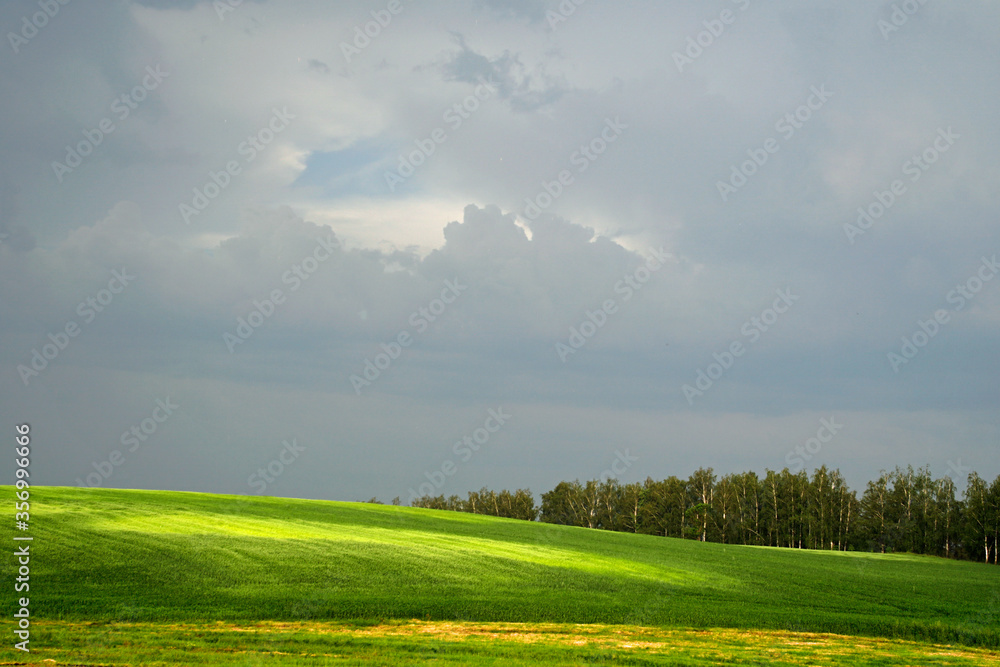 Landscape. Early summer. Field in the rays of the evening sun before the rain Landscape. Early summer. Field in the rays of the evening sun before the rain
