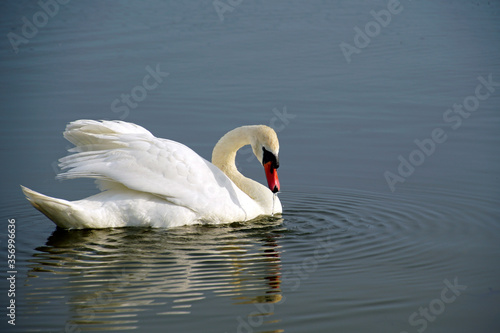 Graceful and beautiful white bird on the water. Mute swan
