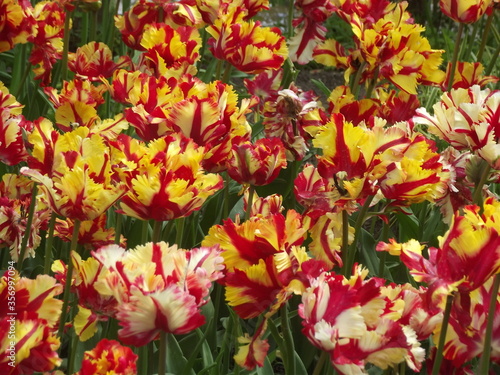 Gelb Rote Tulpen in Holland