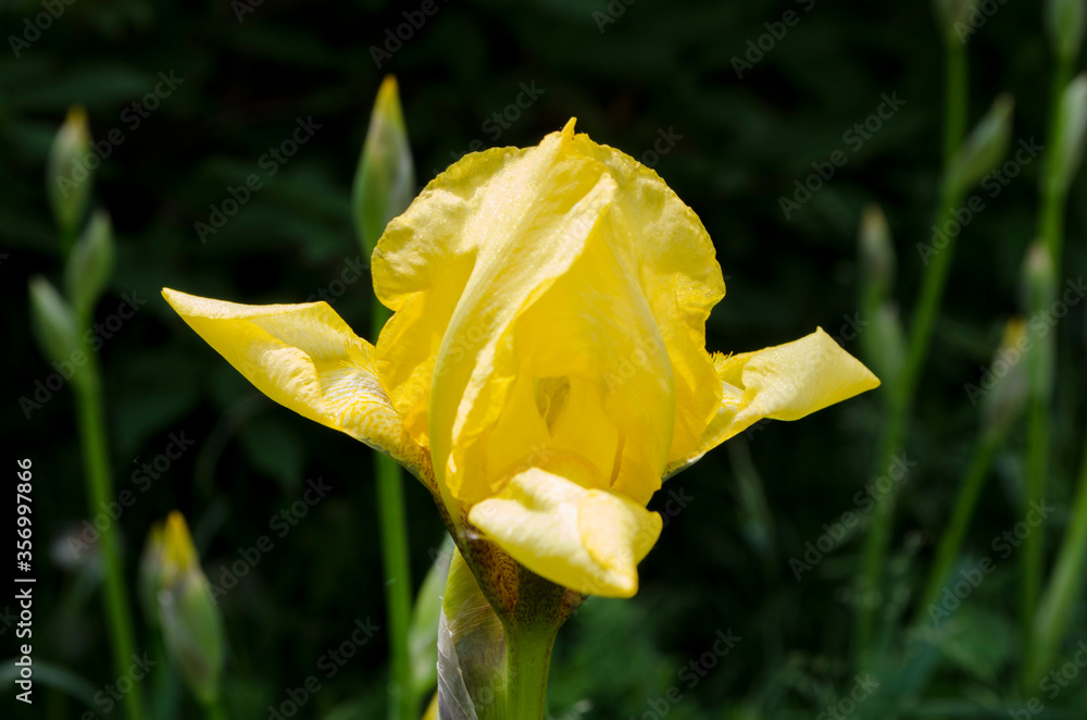 Forest flowers. With blurry background. Focus on forest flowers. Forest flowers. With blurry background. Focus on forest flowers.