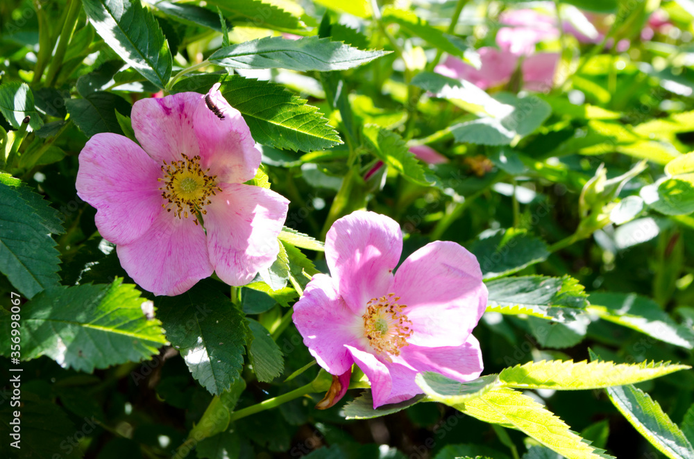 Fototapeta premium Forest flowers. With blurry background. Focus on forest flowers.