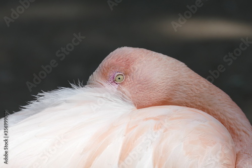 sleeping beauty - Flamingo hiding its head in feathers to have a nap