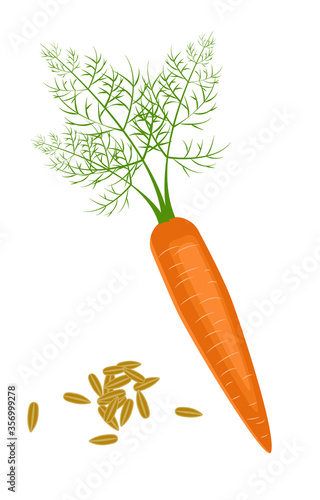 Carrot seeds and fresh juicy carrot isolated. Side view. Close up. vector illustration. For cosmetics, spa, health care, perfumery, cooking, aromatherapy
