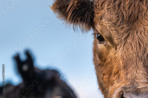 cows grazing on pasture. photo