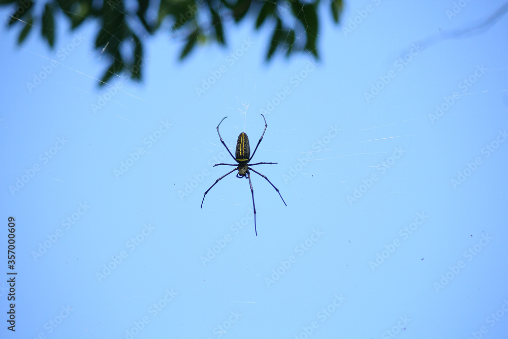 Naklejka premium Macro close up detail of Nephilinae spider web, colorful vivid of white yellow orange red grey and black color with nature background. Spider sitting on web