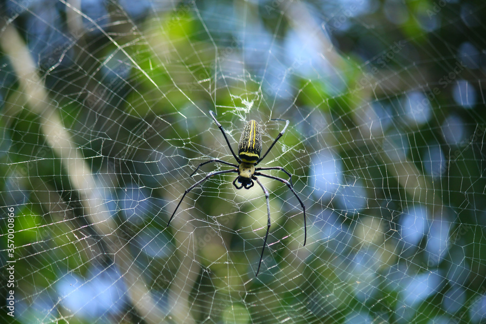 Naklejka premium Macro close up detail of Nephilinae spider web, colorful vivid of white yellow orange red grey and black color with nature background. Spider sitting on web
