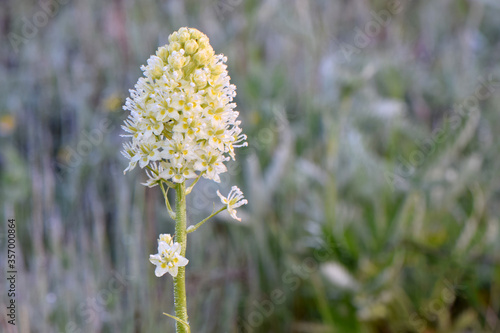 Death Camassia 02 photo