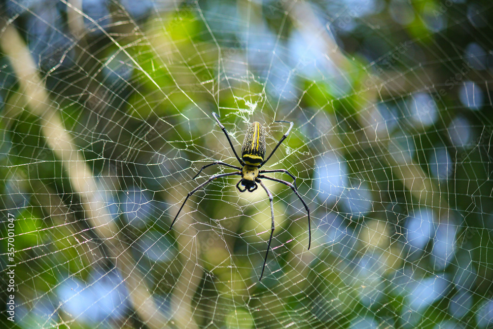 Naklejka premium Macro close up detail of Nephilinae spider web, colorful vivid of white yellow orange red grey and black color with nature background. Spider sitting on web