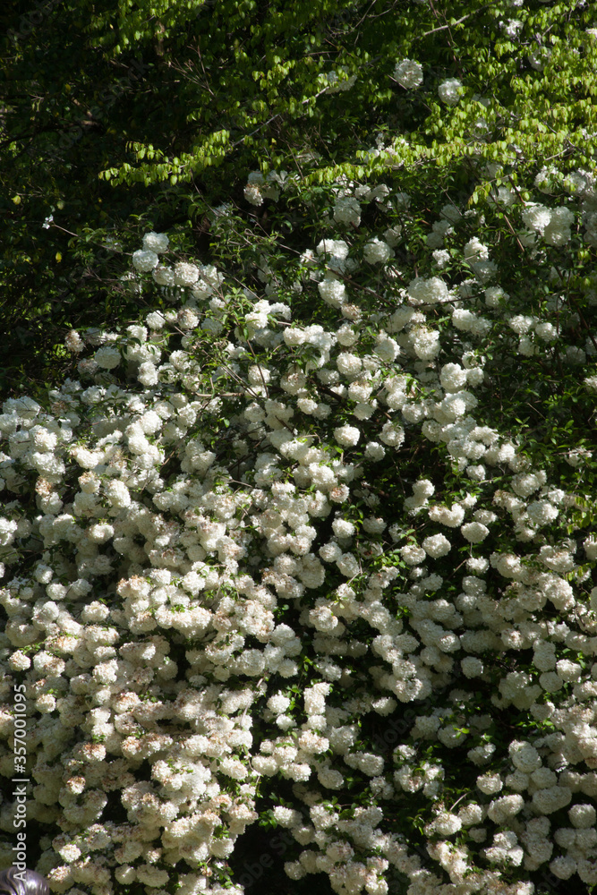 White flowers on a bush outdoors White flowers on a bush outdoors