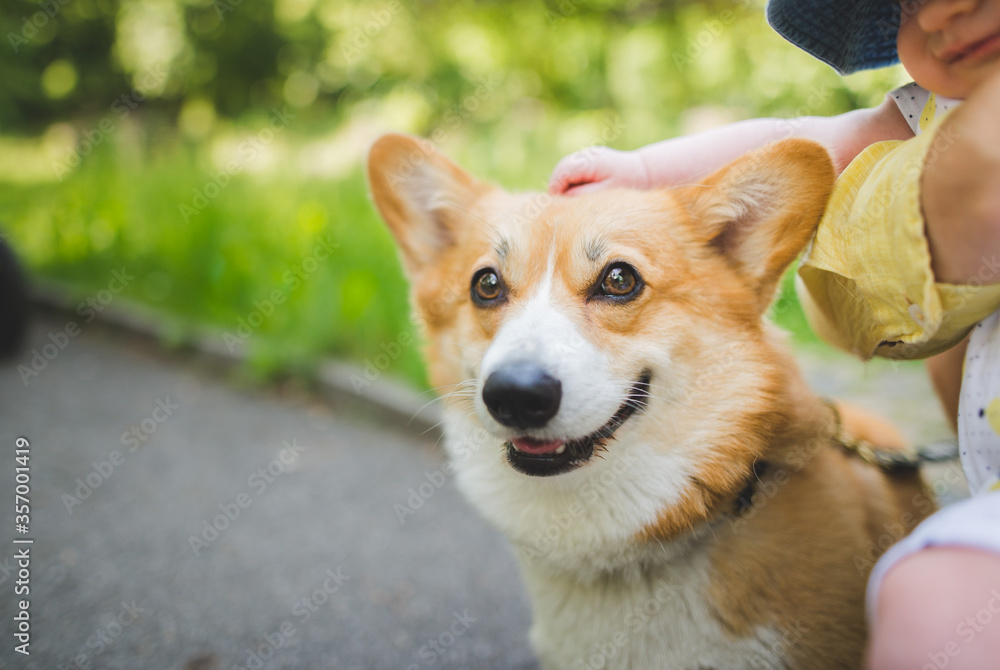 welsh corgi pembroke dog being petted and hugged by a newborn baby, in a park, very happy and smiling