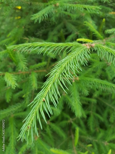 The branches of a Christmas tree with green needles