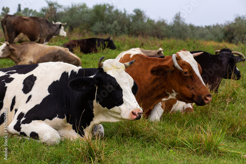 Rural cows graze on a green meadow. Rural life. Animals. agricultural country