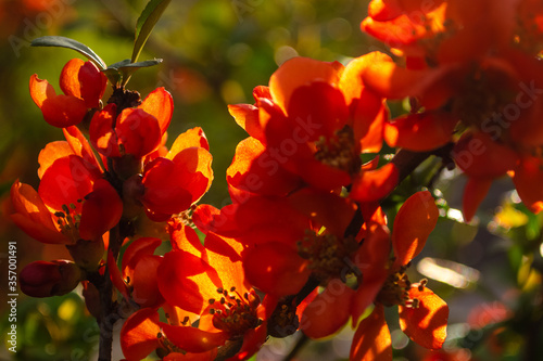 Japanese quince blooms in the garden. Beautiful quince flowers, red flowers, bush.