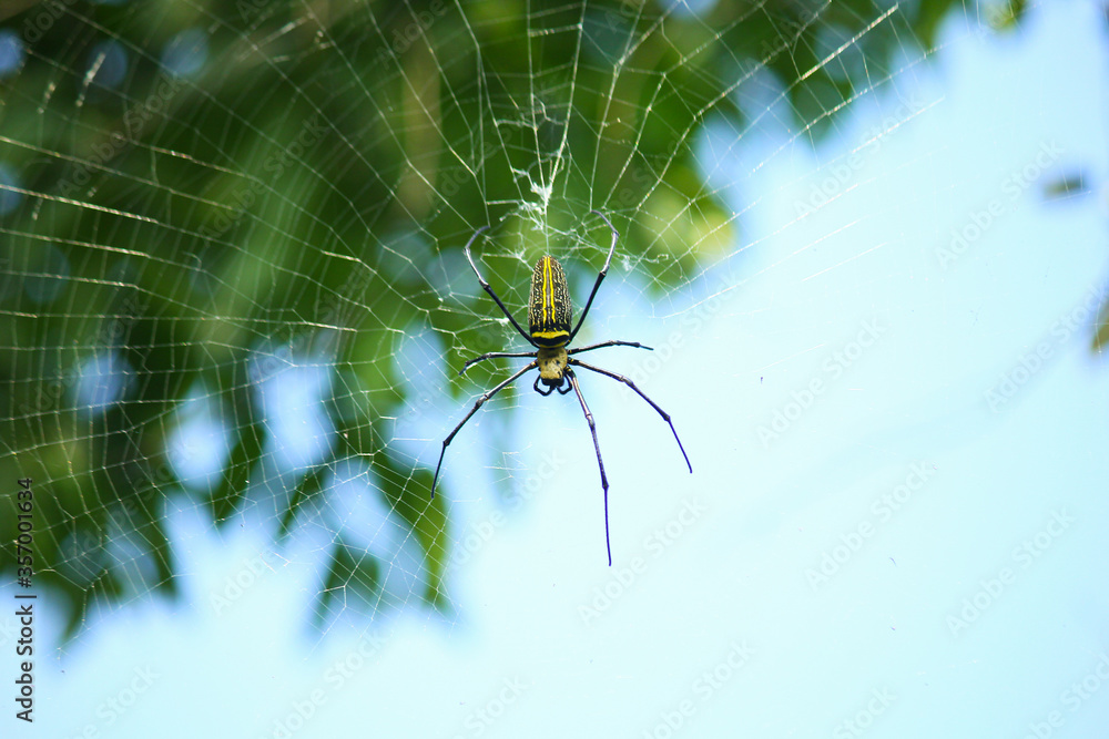 Naklejka premium Macro close up detail of Nephilinae spider web, colorful vivid of white yellow orange red grey and black color with nature background. Spider sitting on web