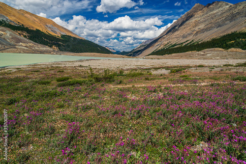 nature sceneries inside Jasper National Park  Alberta  Canada