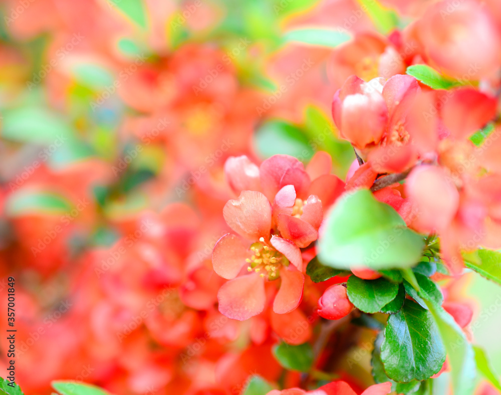 Obraz premium Japanese quince blooms in the garden. Beautiful quince flowers, red flowers, bush.