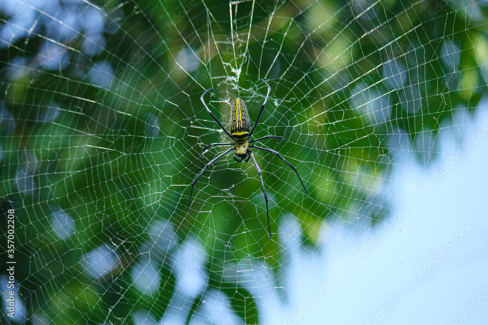 Naklejka premium Macro close up detail of Nephilinae spider web, colorful vivid of white yellow orange red grey and black color with nature background. Spider sitting on web