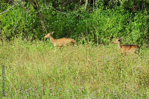 Fototapeta Naklejka Na Ścianę i Meble -  Mixed Group of Roe Deer in grassland environment