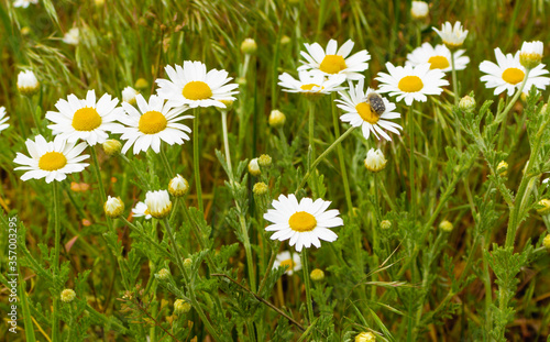 Daisy flower. Decoration or weed?