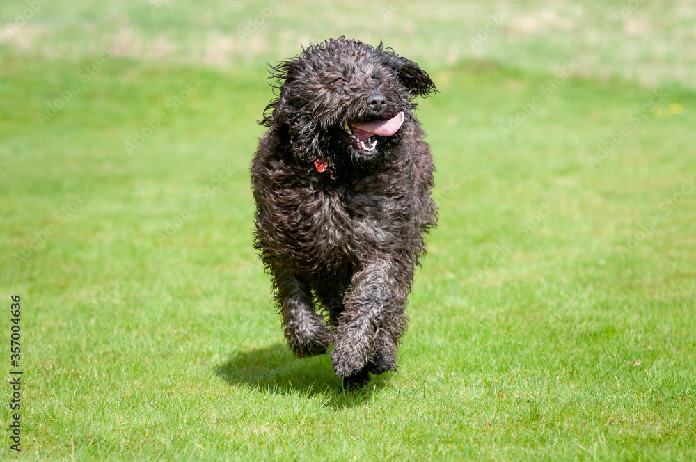 Black labradoodle dog running towards camera with its tongue sticking out Black labradoodle dog running towards camera with its tongue sticking out