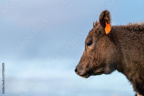 cows grazing on pasture. photo