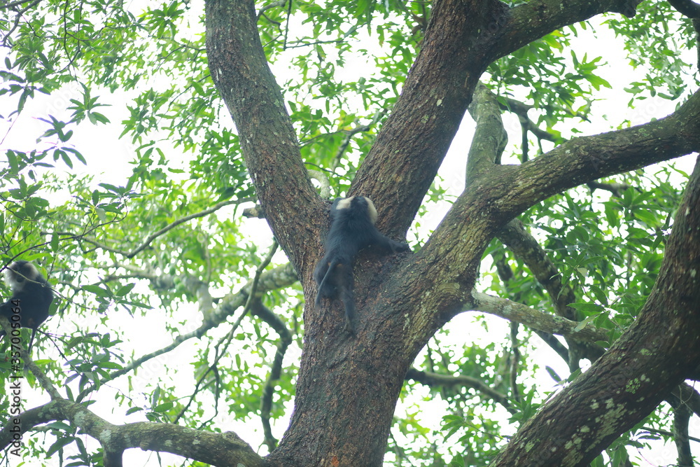 A Lion-tailed macaque moving around on the trees. The lion-tailed macaque, or the wanderoo, is an Old World monkey endemic to the Western Ghats of South India, Kerala A Lion-tailed macaque moving around on the trees. The lion-tailed macaque, or the wanderoo, is an Old World monkey endemic to the Western Ghats of South India, Kerala