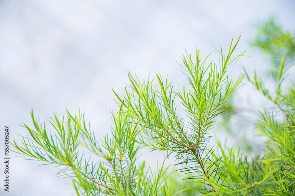 ティートゥリーの木