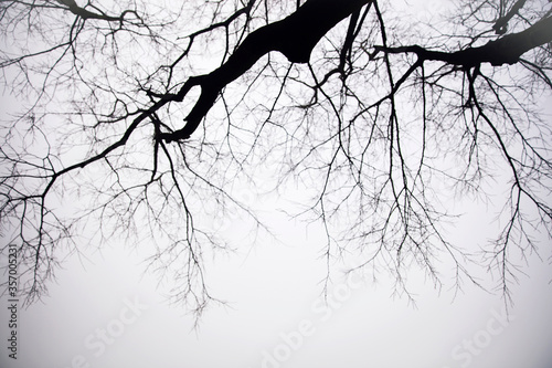 Trees in the foggy winter day