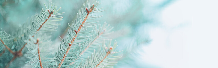 Beautiful natural spring tree background. Light teal green pine tree branches with small buds of brown pine cones. Seasonal forest nature backdrop wallpaper. Banner header for a website.