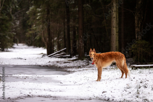 Puppy borzoi walks outdoor at winter day