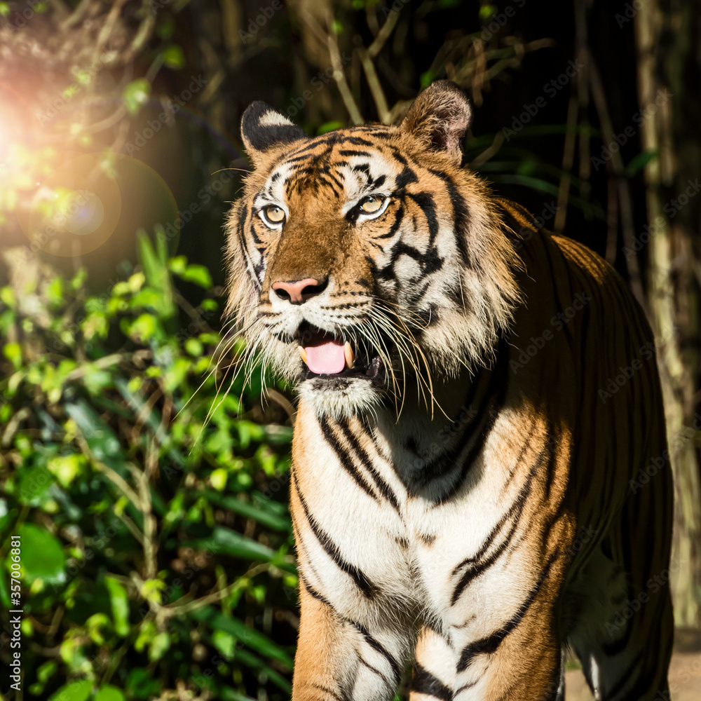Fototapeta premium The tiger stands to look at something with interest.