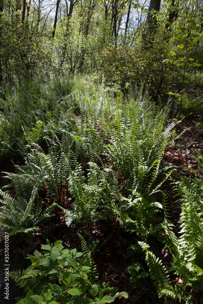 Green fern in the sunshine Green fern in the sunshine