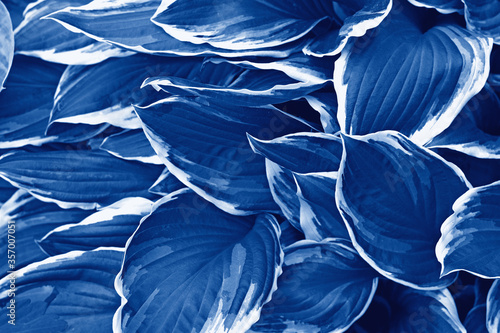 Beautiful natural background with leaves in blue trendy color. Trendy color concept of the year, classic blue background. Trend 2020 - Classic Blue