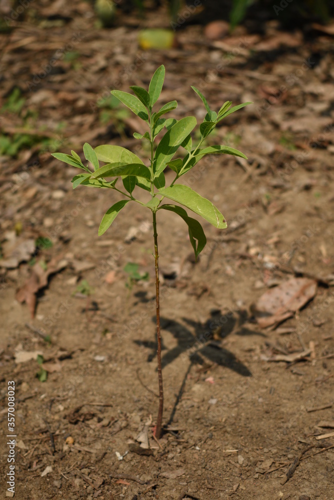 Santalum Album Sandalwood Chandan New Young Plant Seedling Growing from Soil Selectively focused Blurred Background Santalum Album Sandalwood Chandan New Young Plant Seedling Growing from Soil Selectively focused Blurred Background